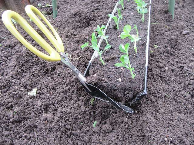 Sowing peas in lengths of gutter